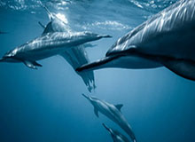 GA黄金甲官方网站：守护从信任开始，防护从官方出发